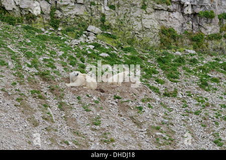 Kanada, Arktis-Archipel, Hudson Strait, Nunavut, Akpatok Insel. Eisbär-Mutter und zwei jungen. Stockfoto