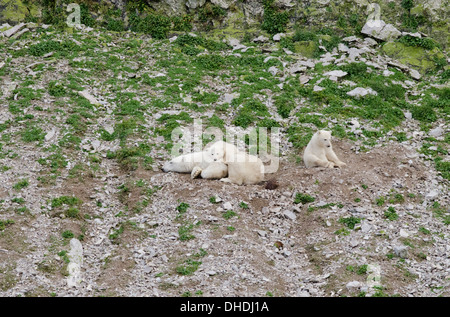 Kanada, Arktis-Archipel, Hudson Strait, Nunavut, Akpatok Insel. Eisbär-Mutter und zwei jungen. Stockfoto