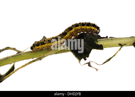 Großer Kohl weißer Schmetterling Raupe Stockfoto