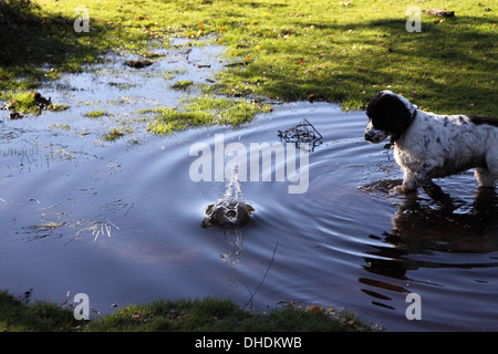 Cocker Spaniel in Pfütze mit Wasser spritzen. Raum für Beschriftung / Titel Stockfoto