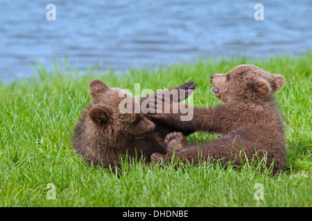 Zwei eurasische Braunbär / europäischer Braunbär (Ursus Arctos Arctos) jungen spielen / Kämpfe am Flussufer / Lake shore Stockfoto