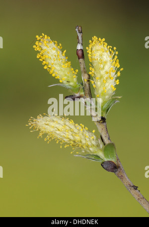 Schleichende Weide Salix Repens Salicaceae Stockfoto