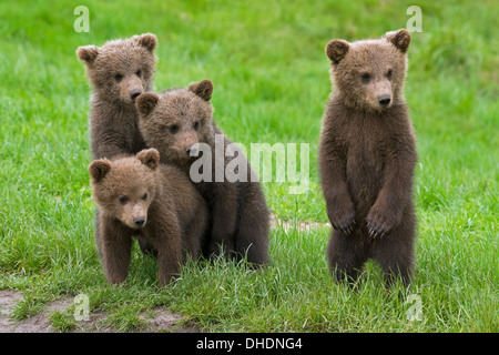 Vier eurasische Braunbär / Europäische Braunbären (Ursus Arctos Arctos) jungen aufrecht auf den Hinterbeinen in Grünland Stockfoto