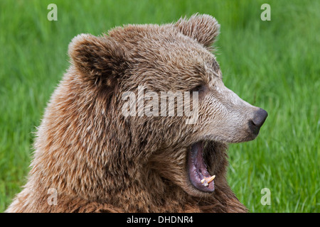 Nahaufnahme des eurasischen Braunbären / Europäische Braun (Ursus Arctos Arctos) Gähnen / Knurren in Grünland Stockfoto