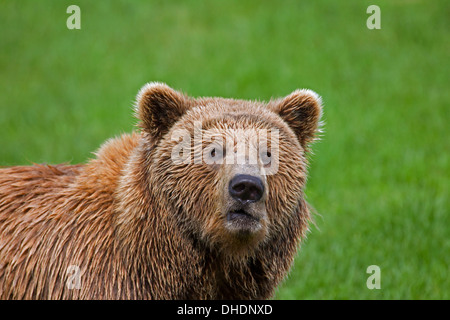 Nahaufnahme des eurasischen Braunbären / Europäische Braun Bär (Ursus Arctos Arctos) im Grünland Stockfoto