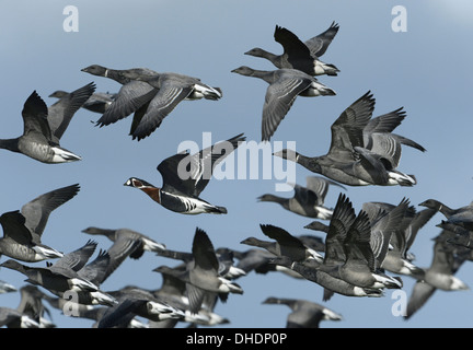 Red-breasted Goose - Branta Ruficollis im Flug mit einer Herde von Ringelgänse - Brants Bernicla. Stockfoto