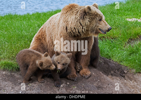 Eurasische Braunbär / europäischer Braunbär (Ursus Arctos Arctos) Mutter mit drei jungen am Seeufer Stockfoto