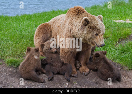 Eurasische Braunbär / europäischer Braunbär (Ursus Arctos Arctos) Mutter mit vier jungen am Seeufer Stockfoto