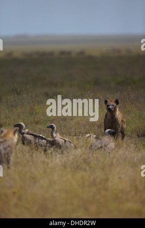 Hyäne Fütterung auf einen Kadaver in der Serengeti. Tansania Afrika. Stockfoto