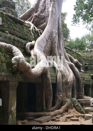 Kambodscha Ta Prohm Tempel dieser Baumwurzeln Tempelgebäude überholen Stockfoto