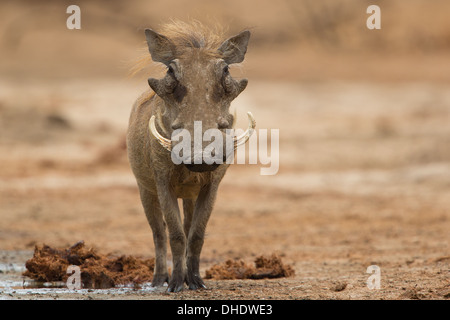 Männliche gemeinsame Warzenschwein (Phacochoerus Africanus) Blick in die Kamera Stockfoto