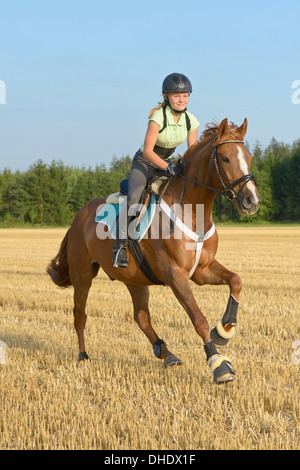 Dreizehn Jahre altes Mädchen tragen einen Helm und eine Rücken-Protektor auf Rückseite ein Irish Sport Horse Pony in einem Stoppelfeld galoppieren Stockfoto