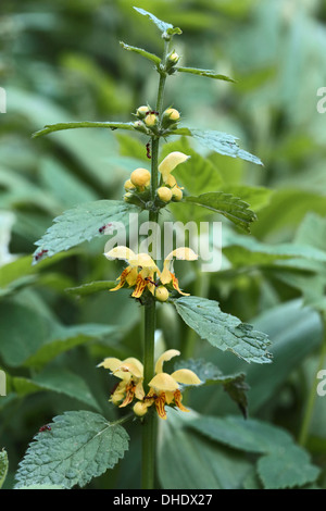 Lamium Galeobdolon, gelbe Erzengel Stockfoto