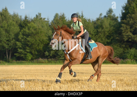 Dreizehn Jahre altes Mädchen tragen einen Helm und eine Rücken-Protektor auf Rückseite ein Irish Sport Horse Pony in einem Stoppelfeld galoppieren Stockfoto