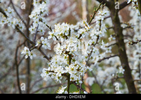 Blackthorn Blüte Prunus spinosa Stockfoto