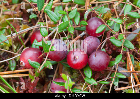 Sumpf-cranberry Stockfoto