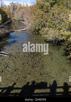 Kokanee Lachs in Taylor Creek im Herbst Laichzeit; Schatten sind von Menschen beobachten Lachs von Brücke Stockfoto