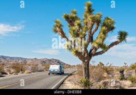 Kalifornien, Joshua Tree Nationalpark, Joshua Tree, Yucca brevifolia Stockfoto