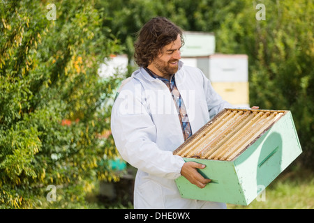 Imker Blick auf Kiste voller Waben Stockfoto