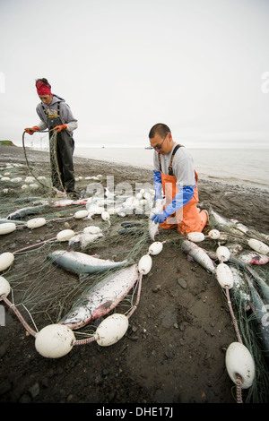 Kommerzielle Setnet Fischer holen Sockeye Lachs aus ihren Setnets bei Ekuk In den Nushagak Viertel Bristol Bay, Beringmeer, Stockfoto