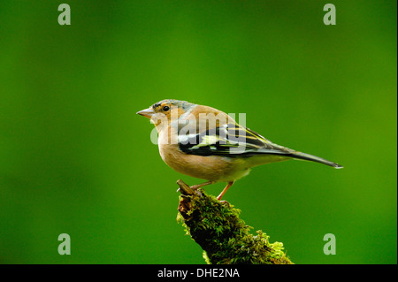 Männliche gemeinsame Buchfink, Fringilla Coelebs, im Laubwald, West Lothian, Schottland Stockfoto