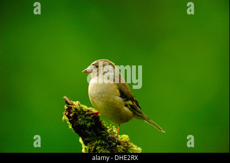 Weibliche gemeinsame Buchfink, Fringilla Coelebs, im Laubwald, West Lothian, Schottland Stockfoto