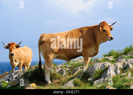 Asturische Bergrinder (Bos Taurus) im Karst Kalkstein Klippen Grünland am Atlantischen Meer, in der Nähe von Llanes, Asturien, Spanien. Stockfoto