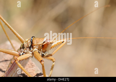 Nahaufnahme des Balkan Sägen Cricket (Saga Natoliae), die größte räuberische Insekten in Europa, Pflege eines vorderen Fußes, Samos Griechenland. Stockfoto