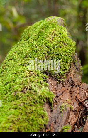 Berg-Farn Moos (Hylocomium Splenens) - Kalifornien Stockfoto