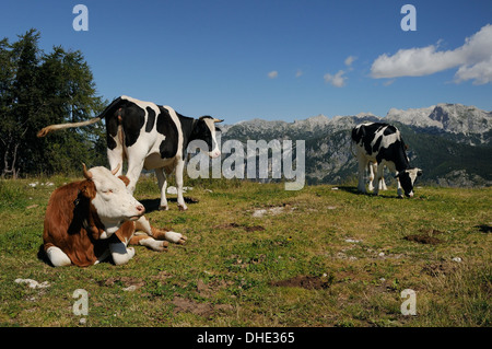 Kühe (Bos Taurus) liegend, stehend und Beweidung auf alpinen Weiden in den Julischen Alpen, Nationalpark Triglav, Sloweniens. Stockfoto