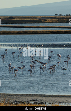 Rosaflamingos (Phoenicopterus Roseus) Fütterung an Kallini Salinen in der Herbstperiode Migration, Lesbos, Griechenland. Stockfoto