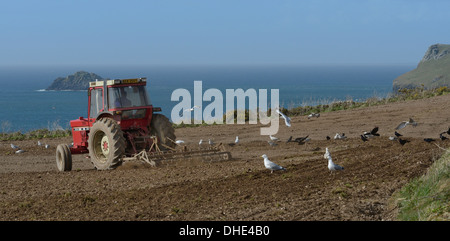 Silbermöwen (Larus Argentatus) und Krähen (Corvus Frugilegus) nach einem Traktor pflügen ein Klippe Feld, Cornwall, UK. Stockfoto