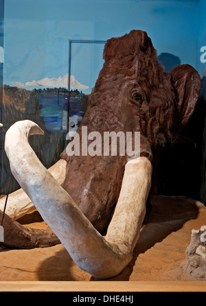 Kolumbianischen Mammut Kopf, Blackwater Draw Museum, Portales, New Mexico, Vereinigte Staaten Stockfoto