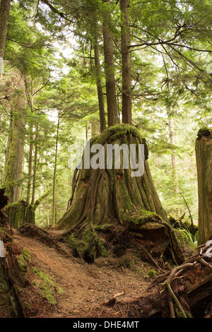 Mehrere Generationen. Bäume wachsen aus einem alten Baum auf einem Wanderweg im Olallie State Park. Stockfoto