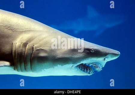Hai, Haifischbecken, Albuquerque Aquarium, New Mexico, USA Stockfoto