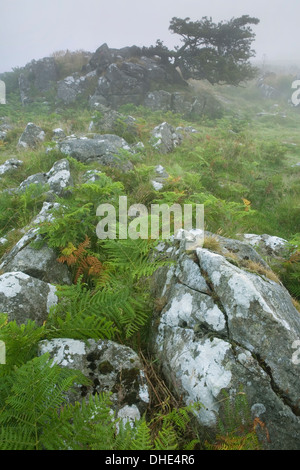 Bracken und ein Wind fegte Weißdorn umgeben die Flechten bedeckt Felsen auf Dartmoor Nebel rollt. Stockfoto