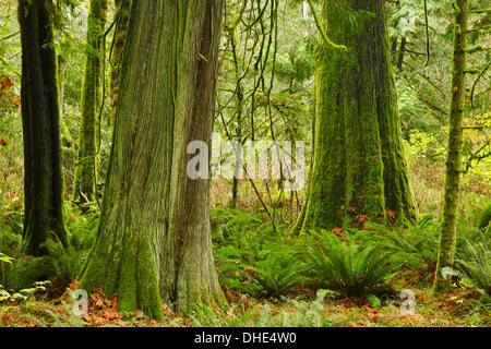 Westliche rote Zeder Bäume in Westküste gemäßigten Regenwald-Victoria, British Columbia, Kanada Stockfoto