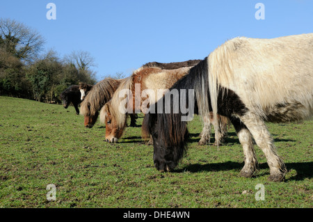 Reihe von sechs Amerikanische Miniaturpferde (Equus Caballus) Weiden Rasen in einer Linie, Wiltshire, UK. Stockfoto