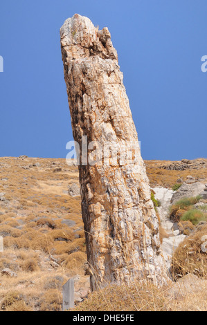 Versteinerter Baum von Miocene Ära c. 20 Mya. Lesbos versteinerte Wald europäischer und globaler Geopark, Sigri, Insel Lesbos, Griechenland. Stockfoto