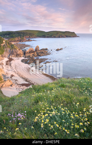 Hoffe Cove, South Devon, von den Klippen bei Sonnenaufgang mit Sparsamkeit, Armeria Maritima und Niere Wicke, Anthyllis vulneraria Stockfoto