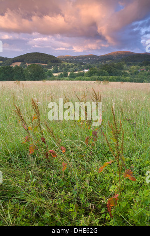 Breitblättrigen Dock, Rumex Obtusifolius und Gräser in ein Feld links Brache für die Beweidung in Mathon, Herefordshire. Stockfoto