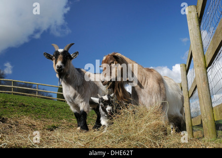 Zwei Erwachsene und ein Kind Pygmäen Ziege (Capra Hircus) Weide Heu in einem eingezäunten Paddock, Wiltshire, UK, März. Stockfoto