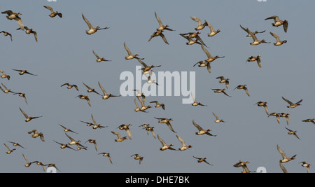 Pfeifente (Anas Penelope) strömen fliegen overhead, Severn Mündung, Somerset, UK, März. Stockfoto