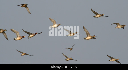 Pfeifente (Anas Penelope) fliegen overhead, Severn Mündung, Somerset, UK, März. Stockfoto