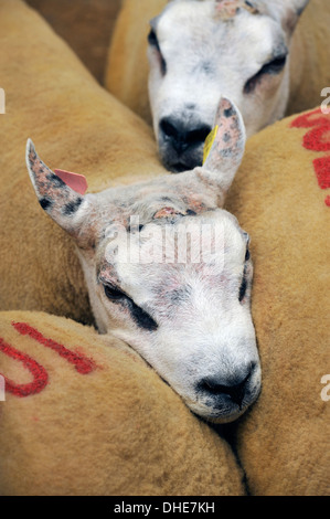 Beltex Rams in Stift zum Verkauf bereit. Cumbria, UK. Stockfoto