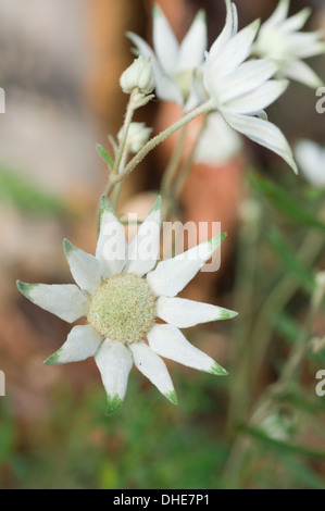 Close-up Porträtaufnahme von weißen Actinotus Blüten in einer natürlichen Umgebung. Stockfoto