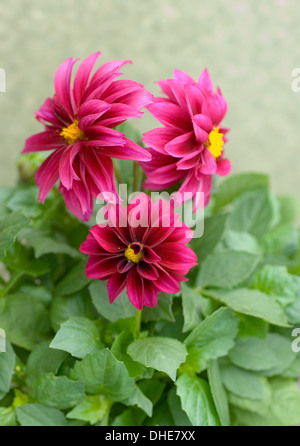 Close-up Porträtaufnahme dunkel rosa Zwerg Dahlien-Blüten. Stockfoto