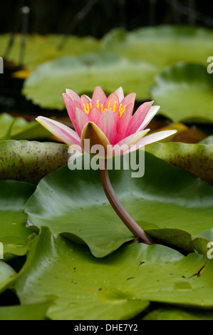 Blüte rosa Seerose unter Dickten in einem Teich. Stockfoto