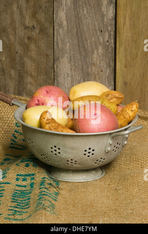 Verschiedenen Kartoffeln in ein Sieb am hessischen meschotschek. Stockfoto