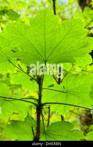 Devil's Club Blatt, Sasquatch Provincial Park in British Columbia, Kanada Stockfoto